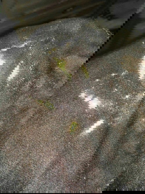 Keputihan saat hamil