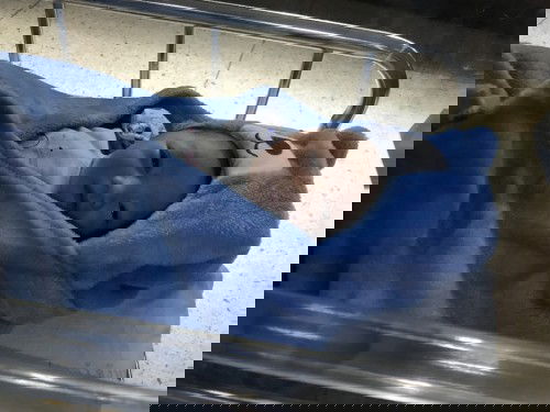 คลอดแล้วค้าบ