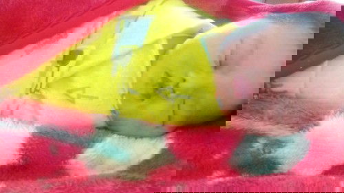 Lahiran maju 1 minggu dr HPL 24 maret 2022