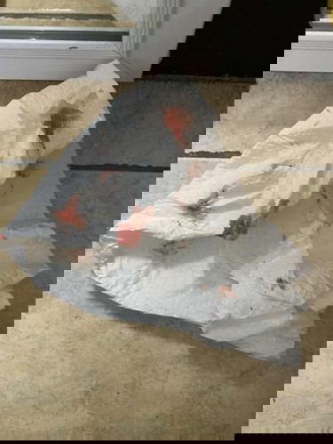 เลือดกำเดาไหลระหว่างตั้งครรภ์