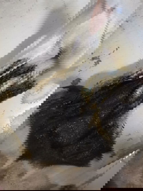 𝖳𝖺𝗂𝗄 𝖺𝗇𝖺𝗄 𝖻𝖾𝗋𝗐𝖺𝗋𝗇𝖺 𝗁𝗂𝗃𝖺𝗎 𝗉𝖾𝗄𝖺𝗍..