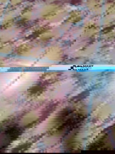 Telat 3hr..binun ini hmil pa ga?