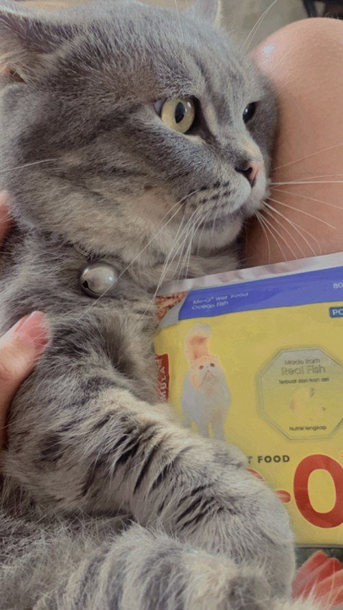 Hamil dan kucing