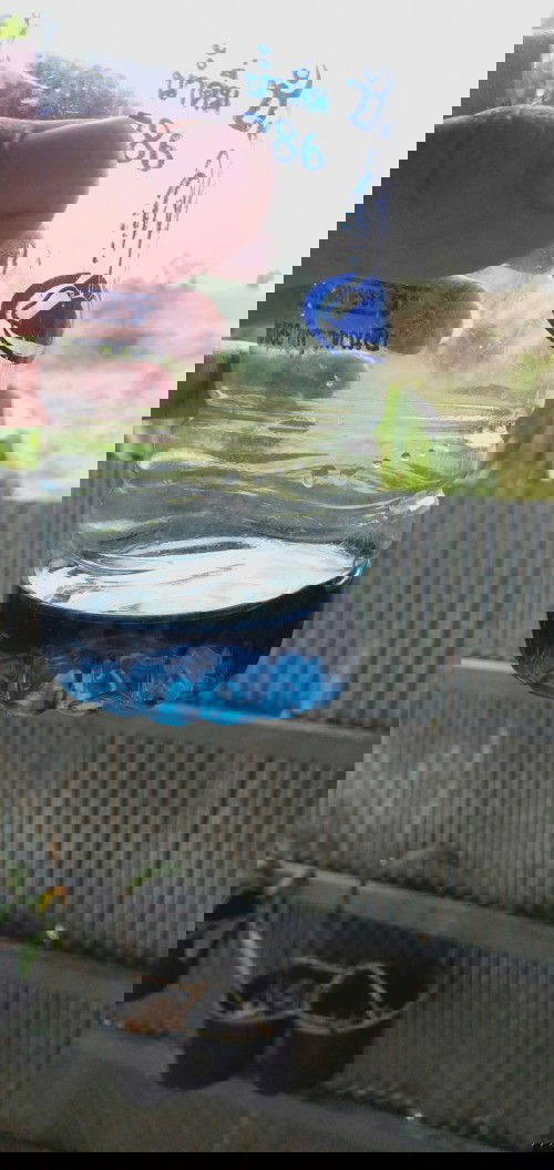 ทายเพศลูกด้วยน้ำกะหล่ำปีม่วงต้มผสมกับฉี่คุณแม่