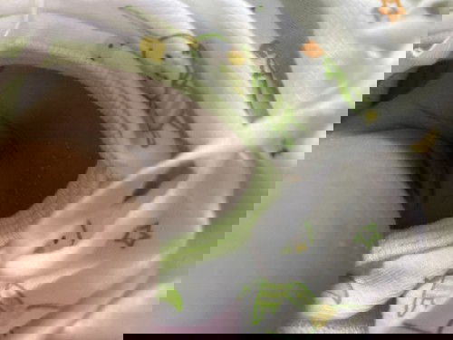 ตุ้มเหลืองขึ้นบริเวรตัว