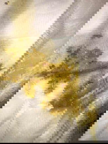 สอบถามแม่ๆหน่อยค่ะลูกได้1เดือน15วันตอนแรกเกิดถ่ายบ่อยมีเลือดปนนิดหน่อยเลยไป รพ หมอนำอึน้องไปตรวจไม่พบเชื้ออะไร แต่ตอนนี้ถ่ายมีมูกเลือดอีกแล้วค่ะ