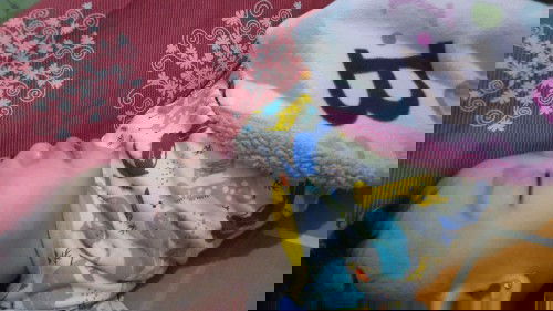 Anak bapil tidak mau makan