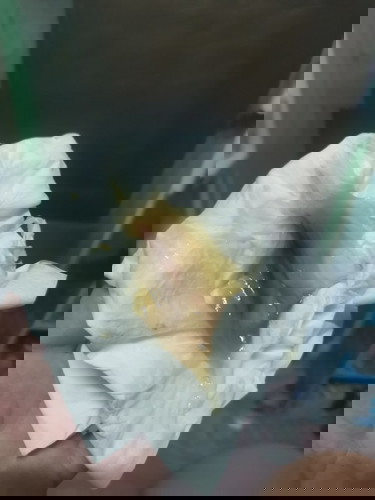 สอบถามหน่อยค่ะ