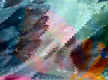 Bun aku lagi hamil 6minggu katanya ga baik  makan anggur