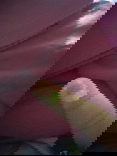 อยากทราบค่ะว่ามันอันตรายมั้ย มีตกขาวออกมาเเบบนี้ ตกใจมากค่ะ