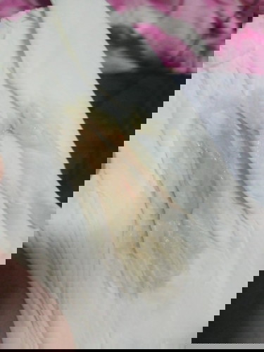 มีเลือดออกมา