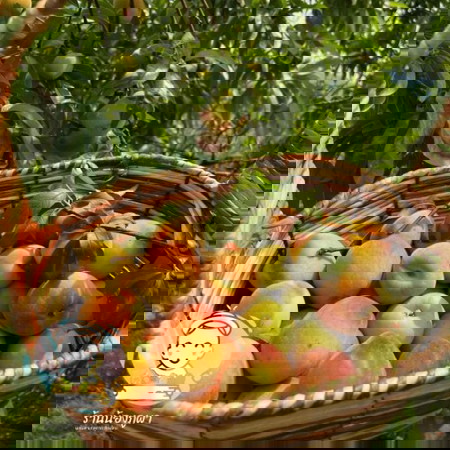 รบกวนสอบถามค่ะเกี่ยวกับทานผลไม้