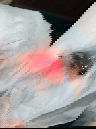 เเม่ๆคนไหนเคยเลือดออกตอนท้องบ้างค่ะ