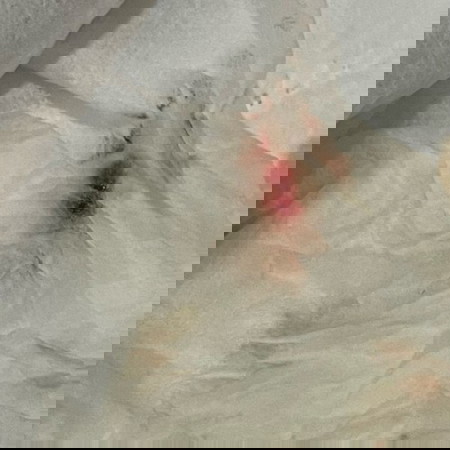 29w4d มีเลือดออกนิดหน่อย