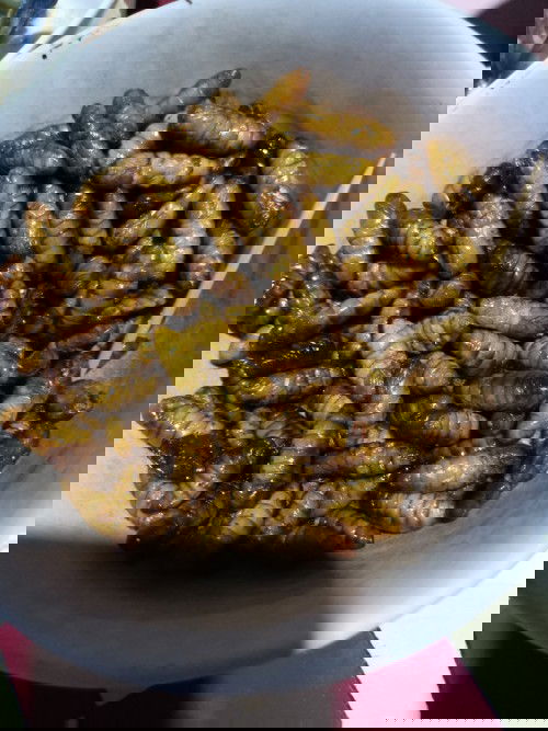 กินตัวหนอน