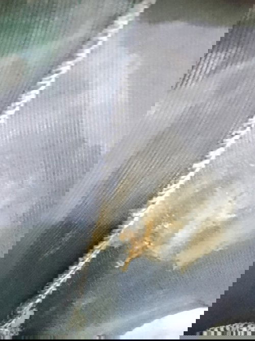 37 weeks and 4 days. Brown Discharge.