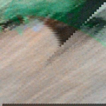 Masih ada harapan atau tidak?