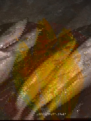 Ikan mata besar