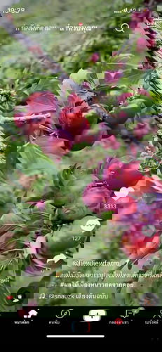 คนท้องทานเชอรี่ดอยได้ไหมคะแม่ๆ