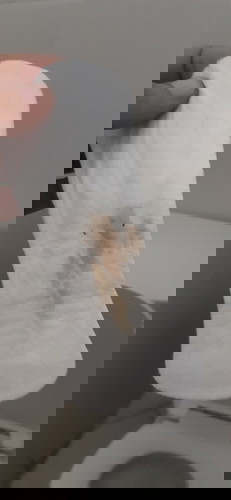 Brown Discharge