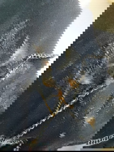 Discharge or mucus plug?