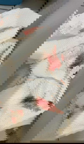 Bleeding Or Spotting