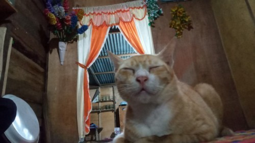 36minggu tentang kehamilan