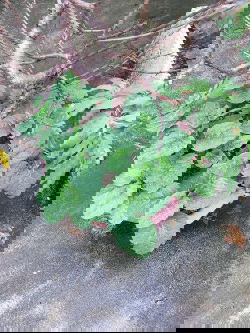 Cây nhà trồng được