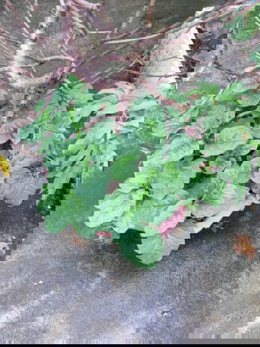 Cây nhà trồng được