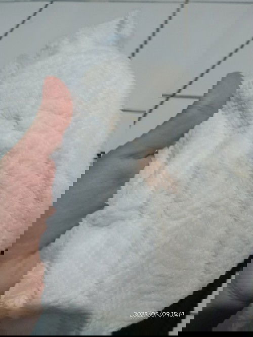 Popok bernoda orange