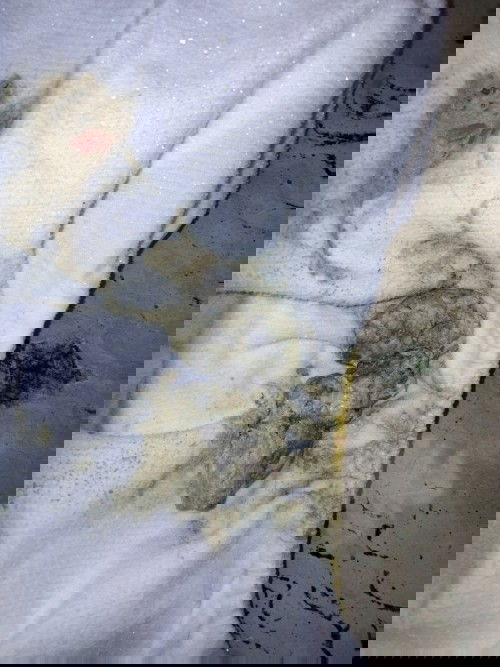 Fases berwarna pucat.