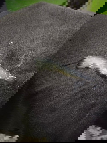 ขอสอบถามค่ะ