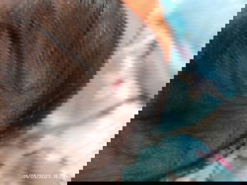 Benjol yang mempunyai darah