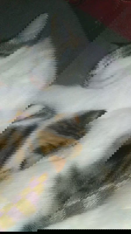 Hampir gila karna stress rasa ingin mati saja😭😭😭😭