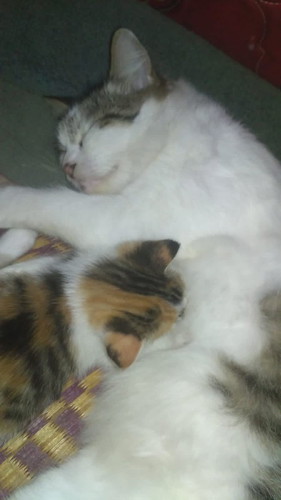 Hampir gila karna stress rasa ingin mati saja😭😭😭😭