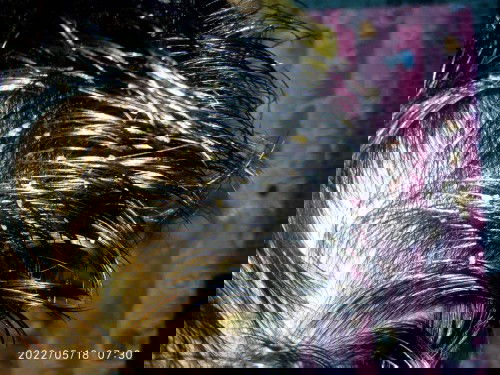 Kerak di kulit kepala bayik