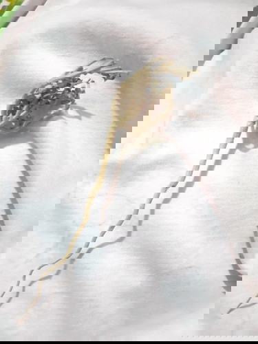 Kegunaan rumput fatimah??