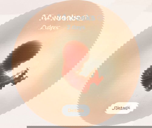 14 weeks, 2 days pregnant