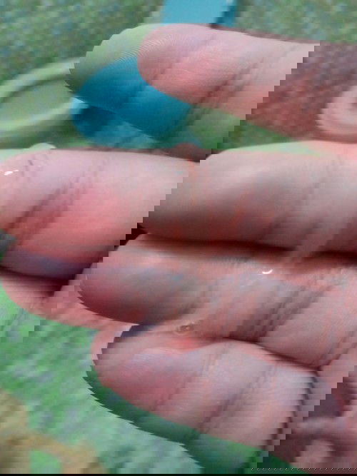 สอบถามแม่ๆค่ะ นี่ใช่มูกหรือเปล่าคะ ท้องแรกไม่ค่อยรู้เท่าไหร่