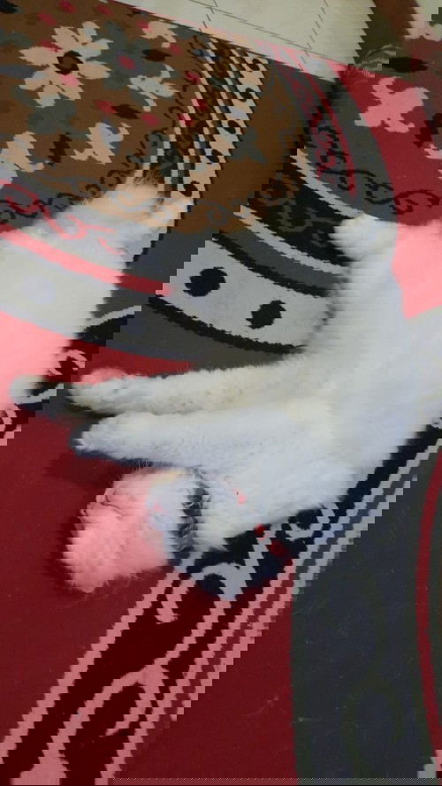 Pelihara kucing ras disaat hamil pertama