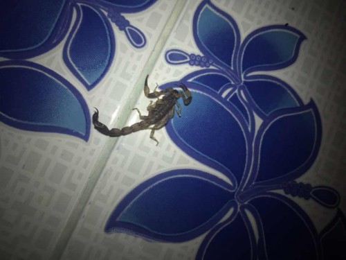 โดนแมลงป่องกัด