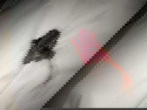 Selamat jalan babyku