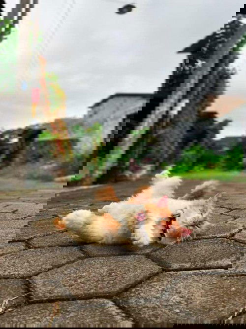 Hamil tapi pelihara kucing