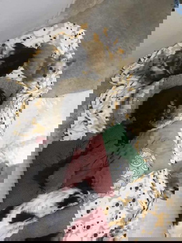 เลี้ยงน้องหมากับลูกน้อย