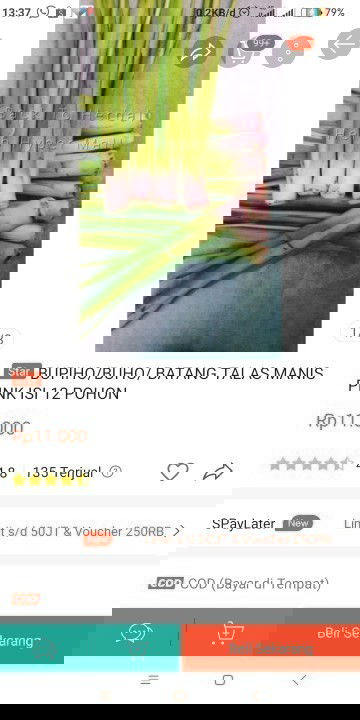 Hallo bunda-bunda saya mau tanya apa benar hamil muda tidak boleh makan sayur keladi/lompong?