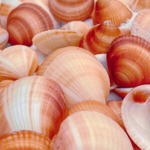 Inn Nichapa profile icon