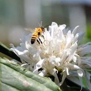 Nguyễn Thị Mai Hiền profile icon