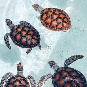 KaninKan profile icon