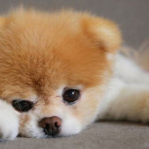 ทูนหัวของมามี๊แพร profile icon