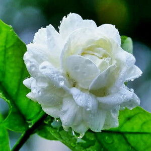 maliwan chomphu profile icon